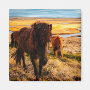 Íman Alô Horse Magnet