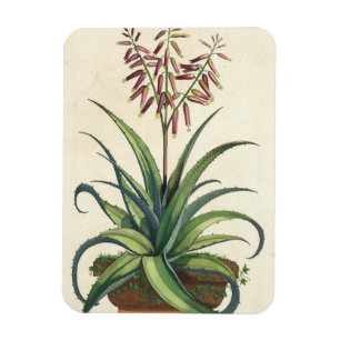 Íman Aloés Vera vulgar, de "Phytographia Curiosa", p
