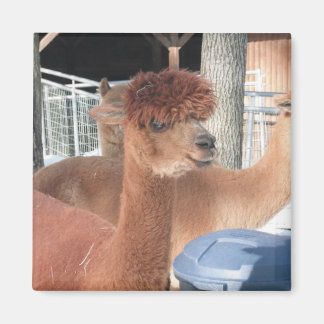Íman Alpaca