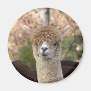 Íman Alpaca Belle Magnet