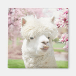Íman Alpaca branco