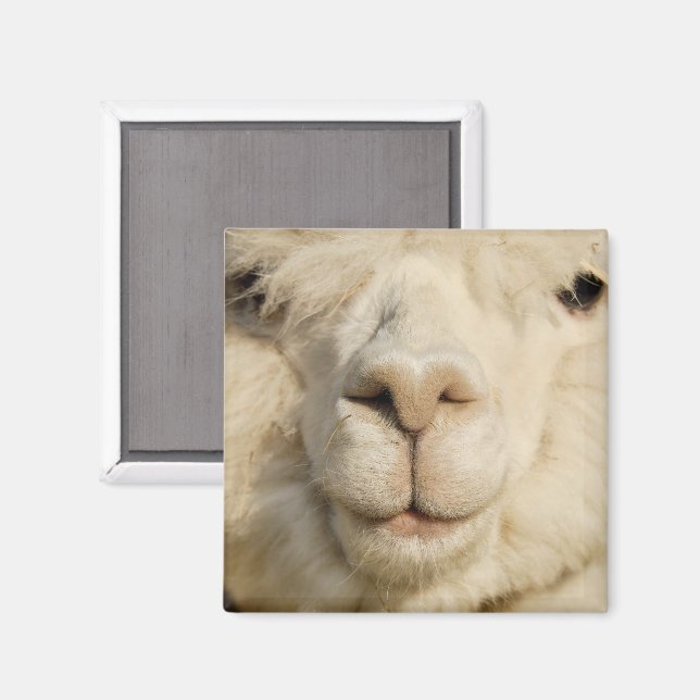 Íman Alpaca Branco-Cinto Próximo (Front/Back)