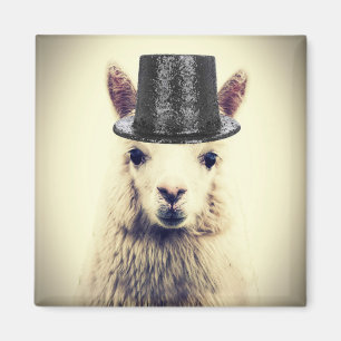 Íman Alpaca com Cartola