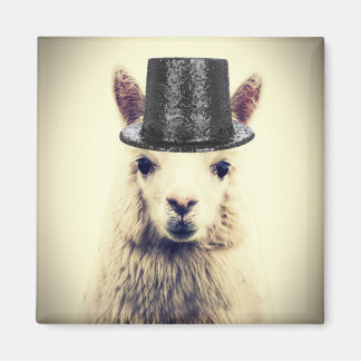 Íman Alpaca com Cartola
