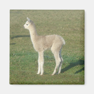 Íman Alpaca da jovem corça