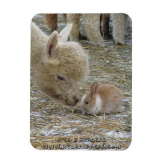 Íman Alpaca e Bunny Kisses!