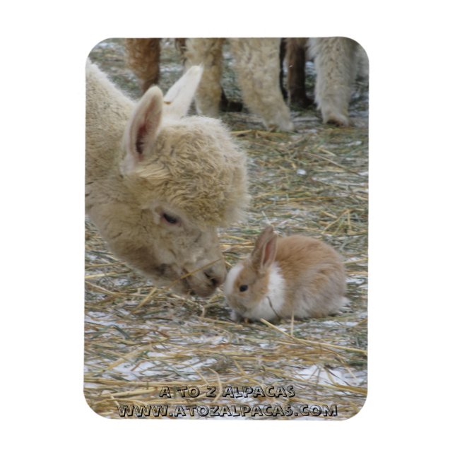 Íman Alpaca e Bunny Kisses! (Vertical)