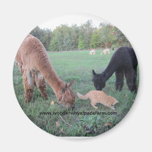 Íman Alpaca e gatos