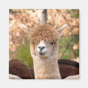 Íman Alpaca Magnet Belle