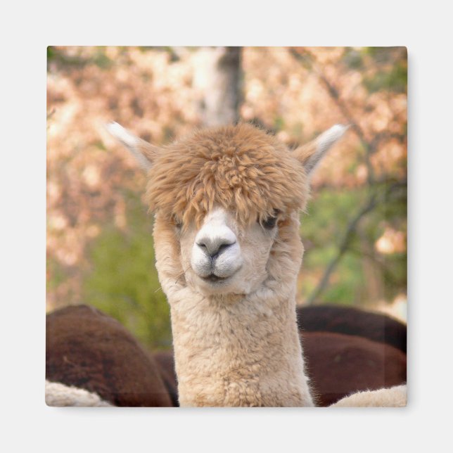 Íman Alpaca Magnet Belle (Frente)