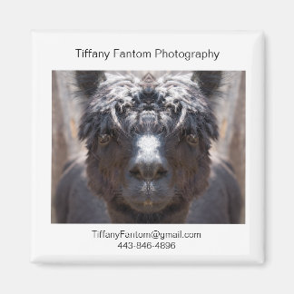 Íman Alpaca Promo Piece