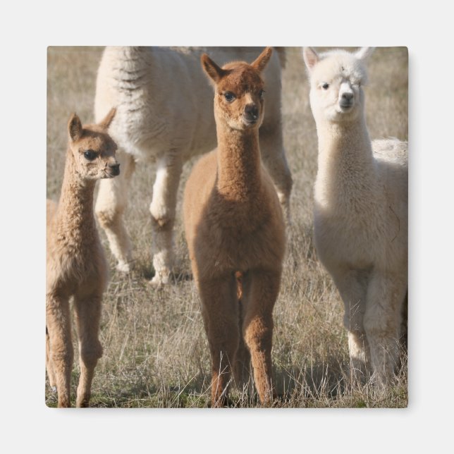 Íman Alpacas Adoráveis (Frente)