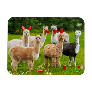 Íman Alpacas com Copas Vermelhas