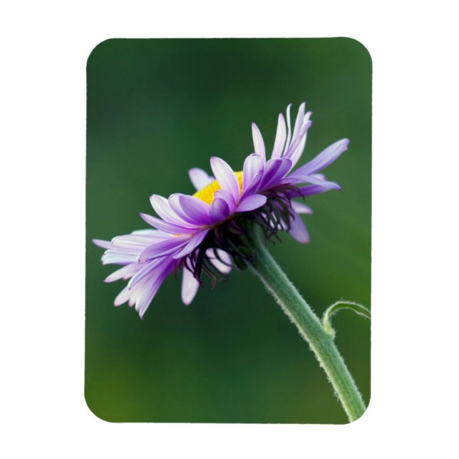 Íman Alpina Daisy (Vertical)