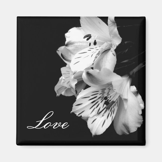 Íman Alstroemeria Lily Love Magnet (Frente)