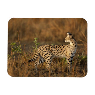 Íman Alto Mara, Reserva de Caça Masai Mara, Quênia,