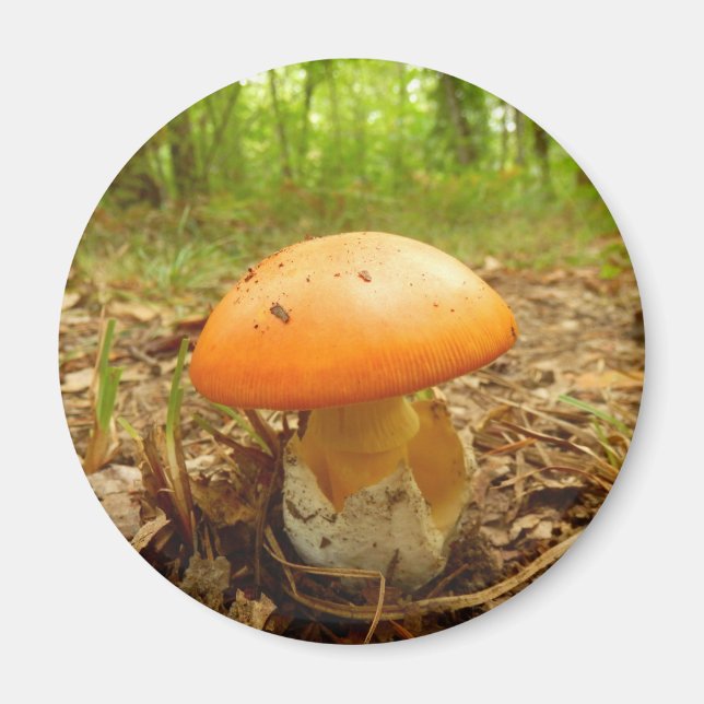 Íman Amanita Caesarea Mushroom Magnet (Frente)