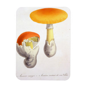 Íman Amanita Caesaria de "Phytographie Medicale" por J