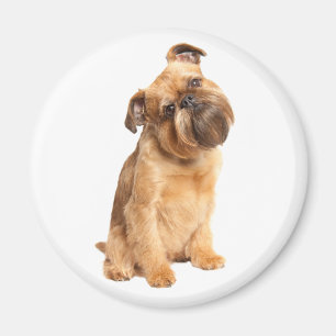 Íman Amantes de Cachorro Bonito Brussels Griffon