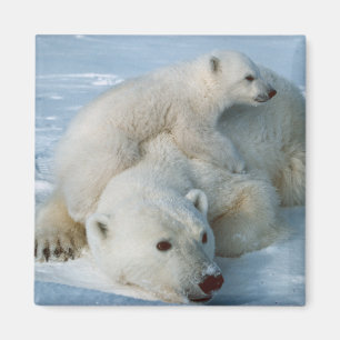 Íman Amantes do urso de Polar_bear_with_cub