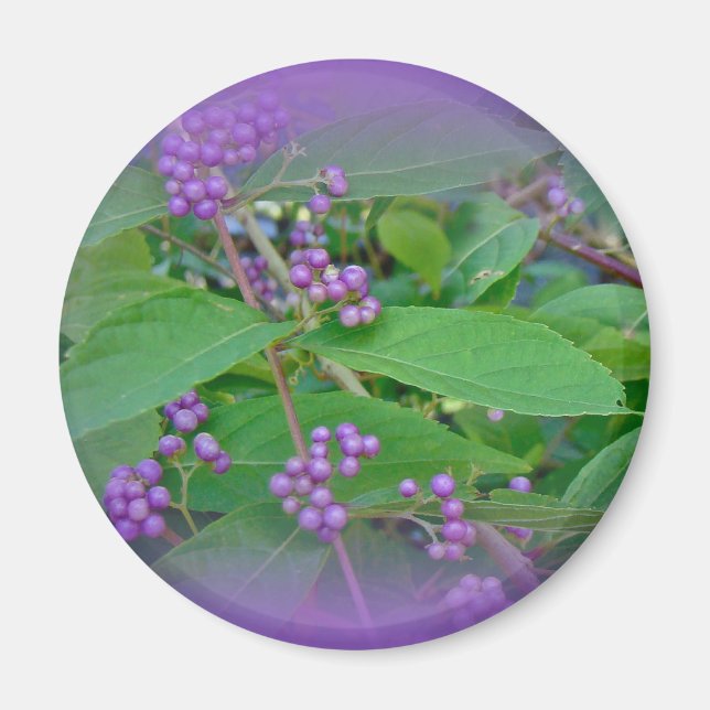 Íman Amarela Americana (americana Callicarpa) (Frente)