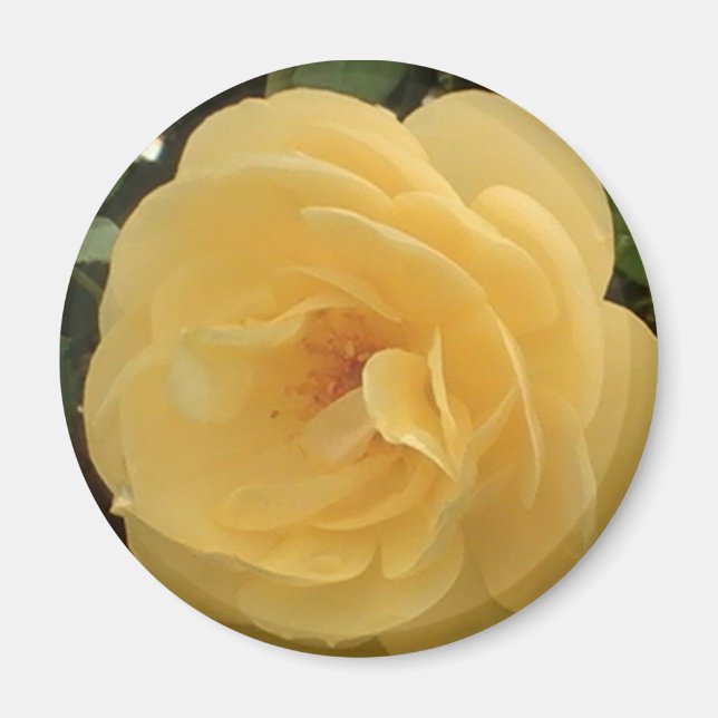 Íman Amarelo Camellia Magnet (Frente)