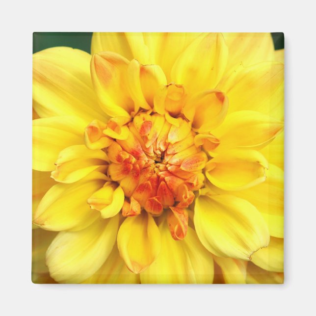 Íman Amarelo Dahlia (Frente)