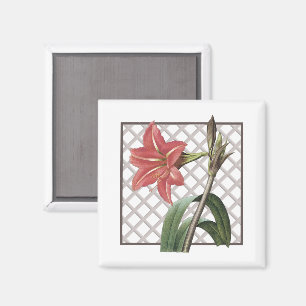 ÍMAN AMARILIS BRASILEIRO