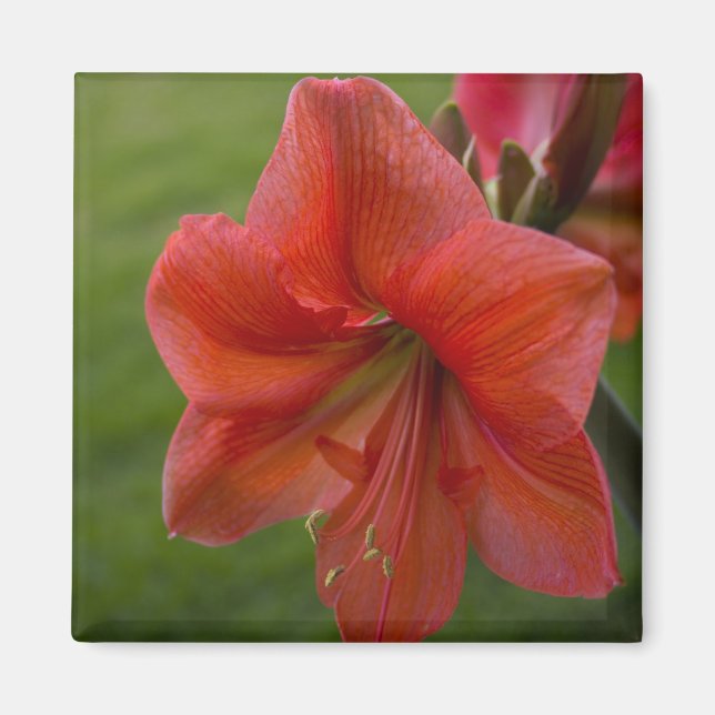 Íman Amaryllis (Frente)