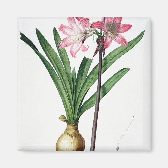 Íman Amaryllis Belladonna, de "Les Liliacees", gravidad (Frente)