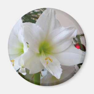 Íman Amaryllis Branca e Árvore de Natal