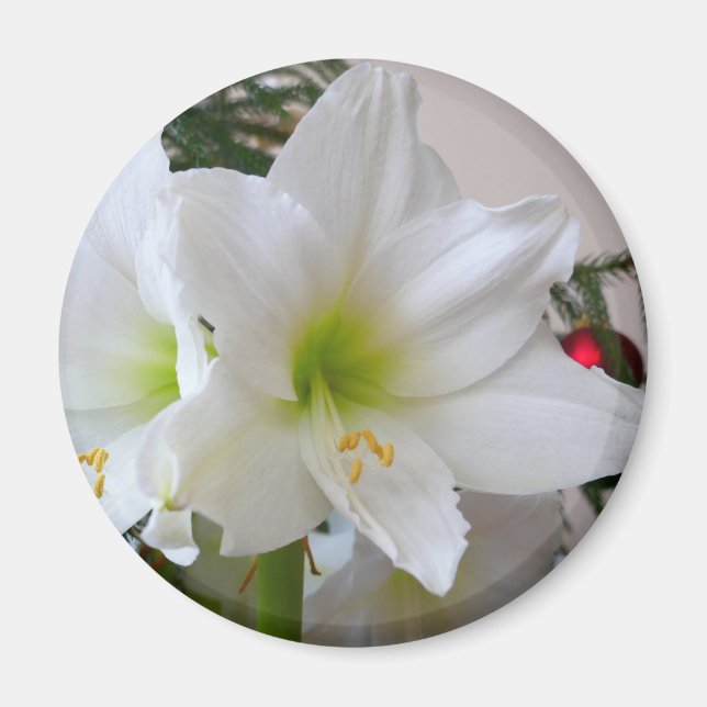 Íman Amaryllis Branca e Árvore de Natal (Frente)