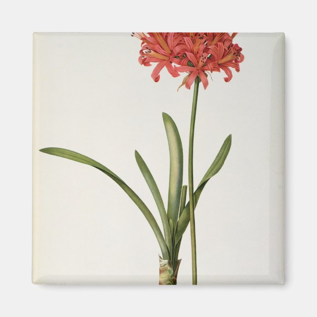 Íman Amaryllis Curvifolia, 1809, de Les (Frente)