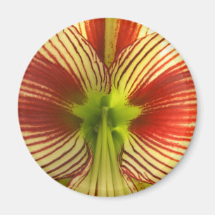 Íman Amaryllis da borboleta