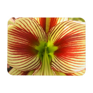 Íman Amaryllis da borboleta