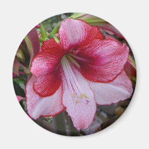 Íman Amaryllis do Natal vermelho e feriado branco