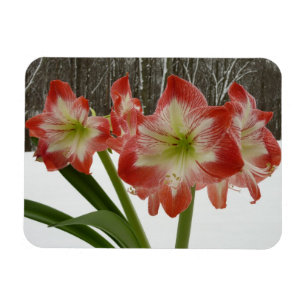 Íman Amaryllis no Feriado Vermelho de Neve Floral de in