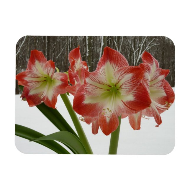 Íman Amaryllis no Feriado Vermelho de Neve Floral de in (Horizontal)