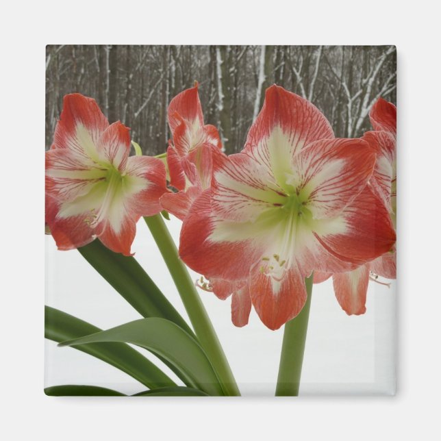 Íman Amaryllis no Feriado Vermelho de Neve Floral de in (Frente)
