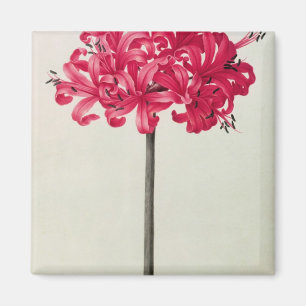 Íman Amaryllis Sarniensis, ou narciso