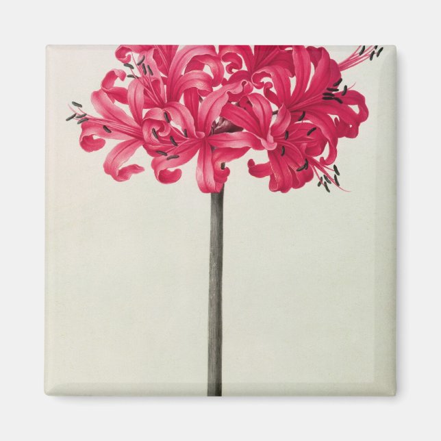 Íman Amaryllis Sarniensis, ou Narciso (Frente)