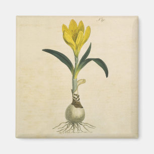 Íman Amaryllis Tulip Botanical Garden Flower