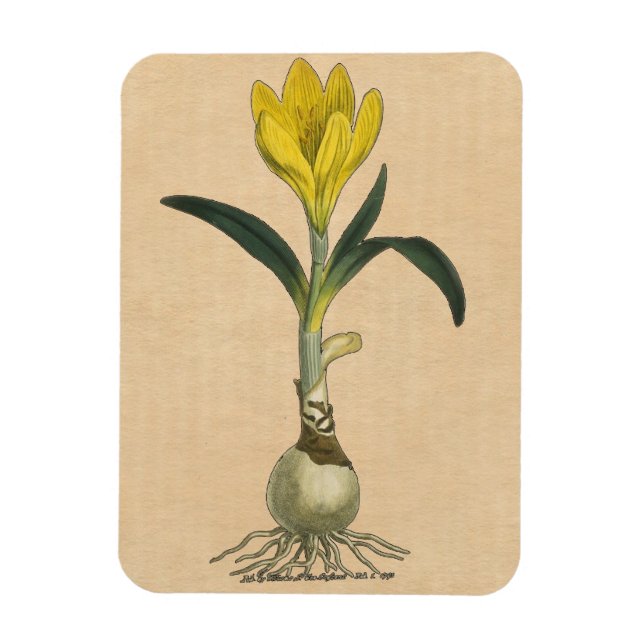 Íman Amaryllis Tulip Botanical Garden Flower (Vertical)