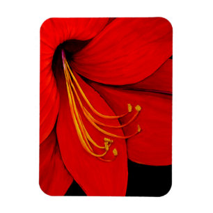 Íman Amaryllis vermelho