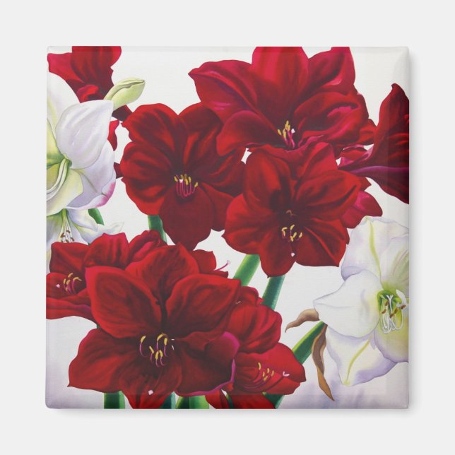 Íman Amaryllis Vermelho e Branco 2008 (Frente)