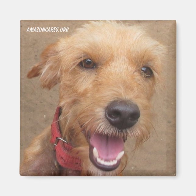 Íman Amazon Humane Society Magnet: Série Precioso de Ca (Frente)