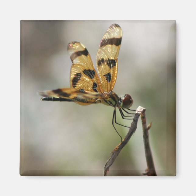 Íman Amber Wings (Frente)