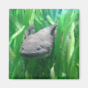 Íman Ambystoma andersoni