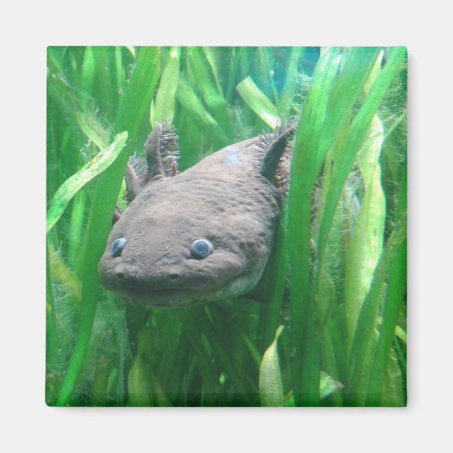 Íman Ambystoma andersoni (Frente)