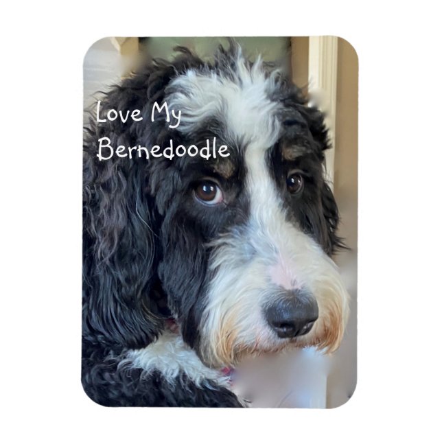 Íman Ame Meu Bernedoodle (Vertical)